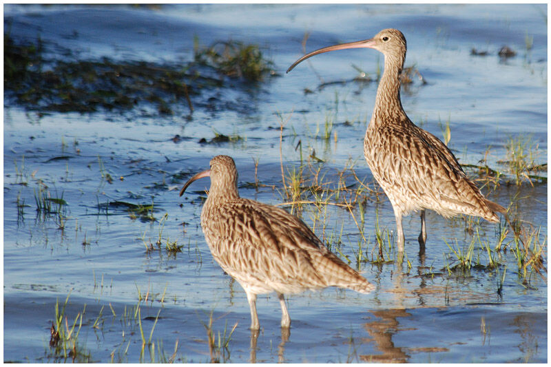 Far Eastern Curlew