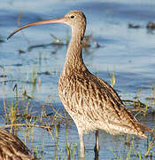 Far Eastern Curlew