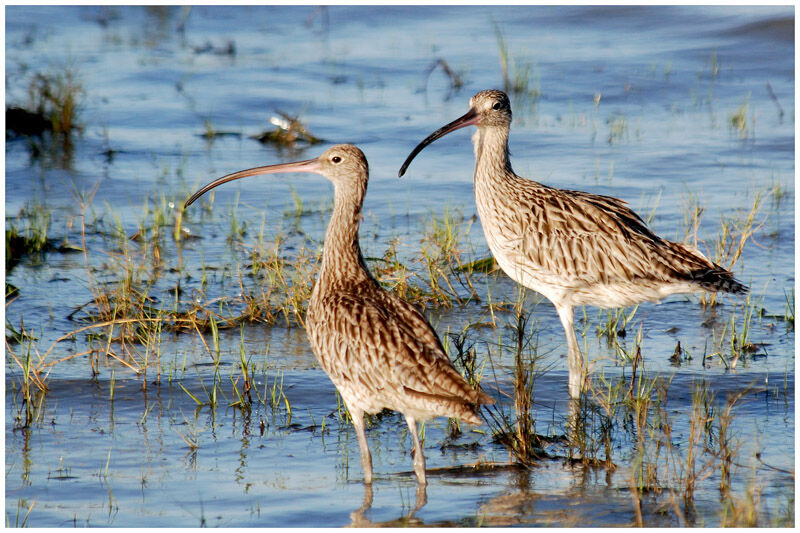 Far Eastern Curlewadult