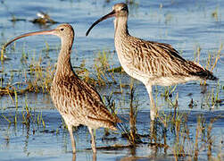 Far Eastern Curlew