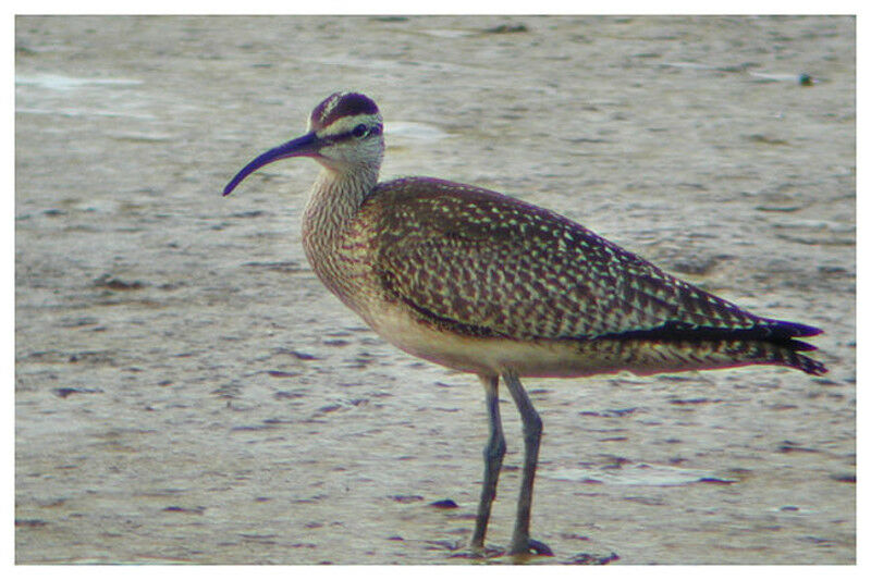 Whimbrel (hudsonicus)adult post breeding