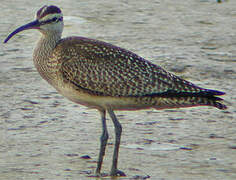 Hudsonian Whimbrel