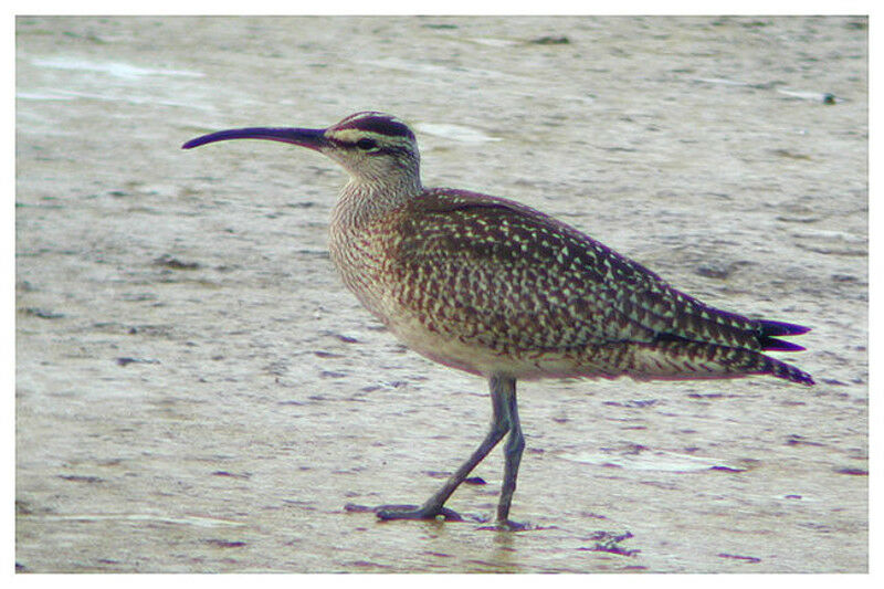 Whimbrel (hudsonicus)adult post breeding