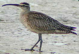 Hudsonian Whimbrel