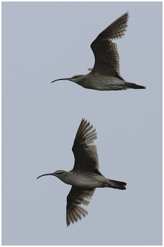 Whimbrel (hudsonicus)adult