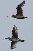 Hudsonian Whimbrel