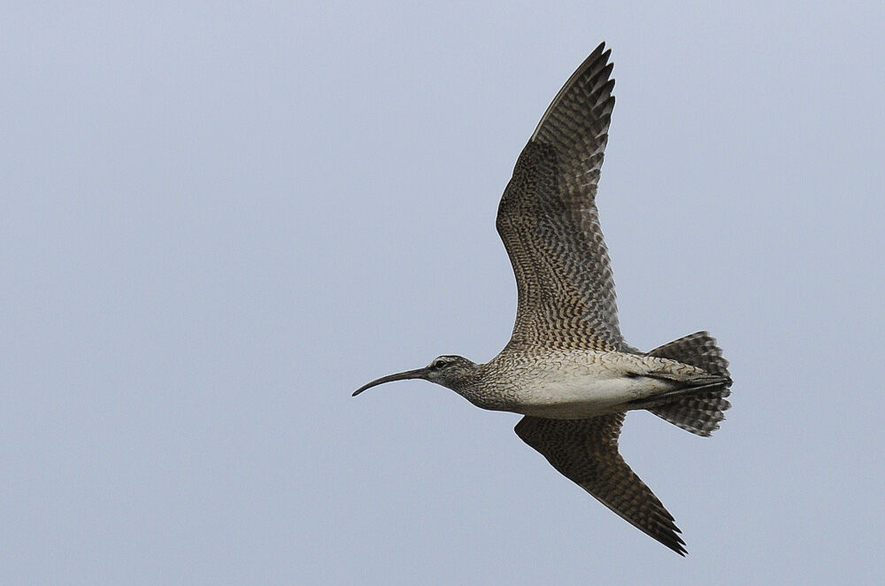 Hudsonian Whimbreladult