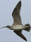 Hudsonian Whimbrel