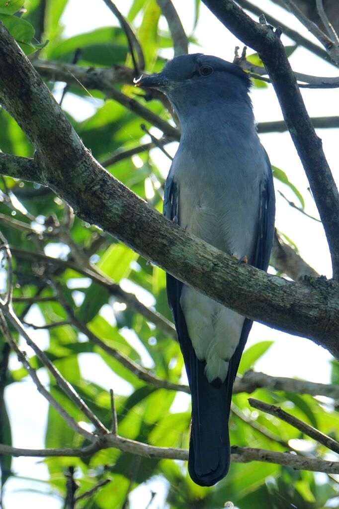 Cuckoo Roller male adult