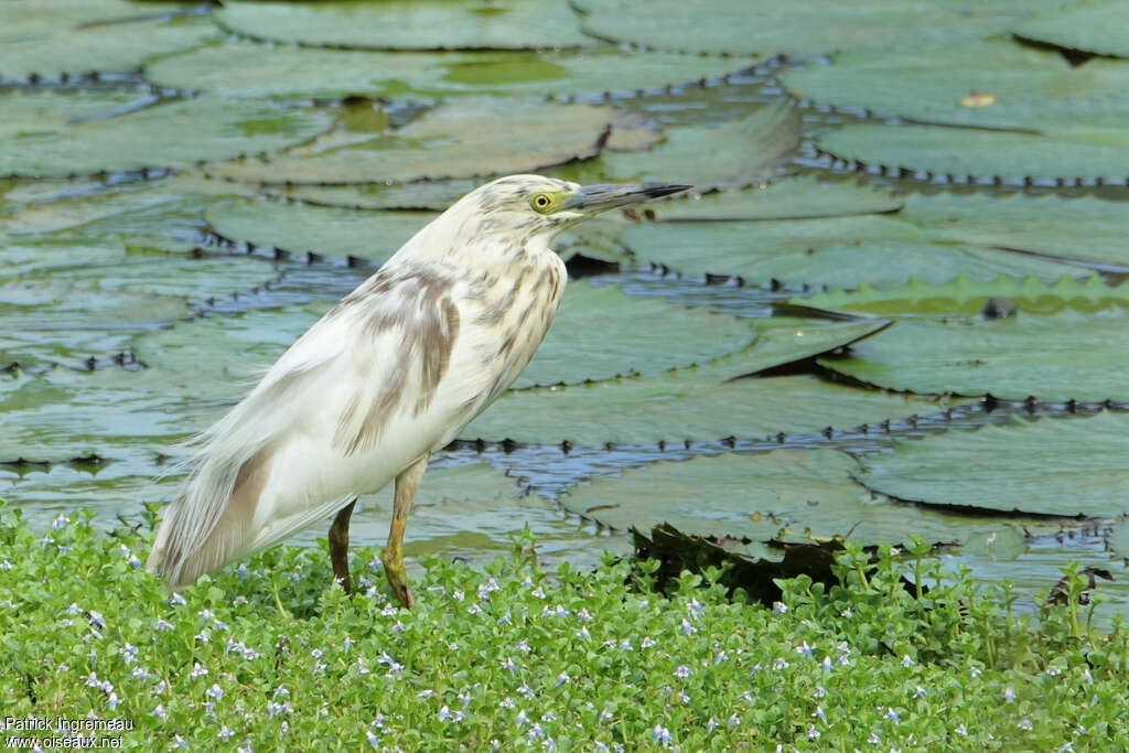 Malagasy Pond Heronadult transition