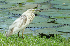 Malagasy Pond Heron