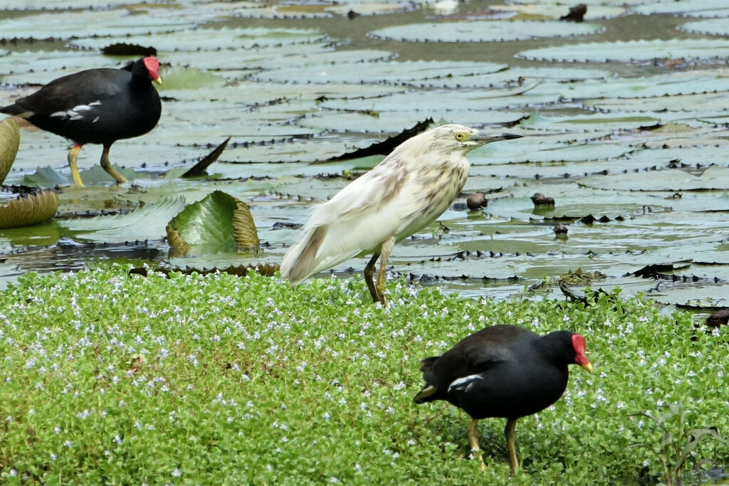 Malagasy Pond Heronadult transition