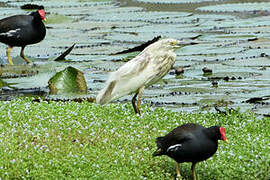 Malagasy Pond Heron