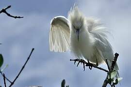 Malagasy Pond Heron