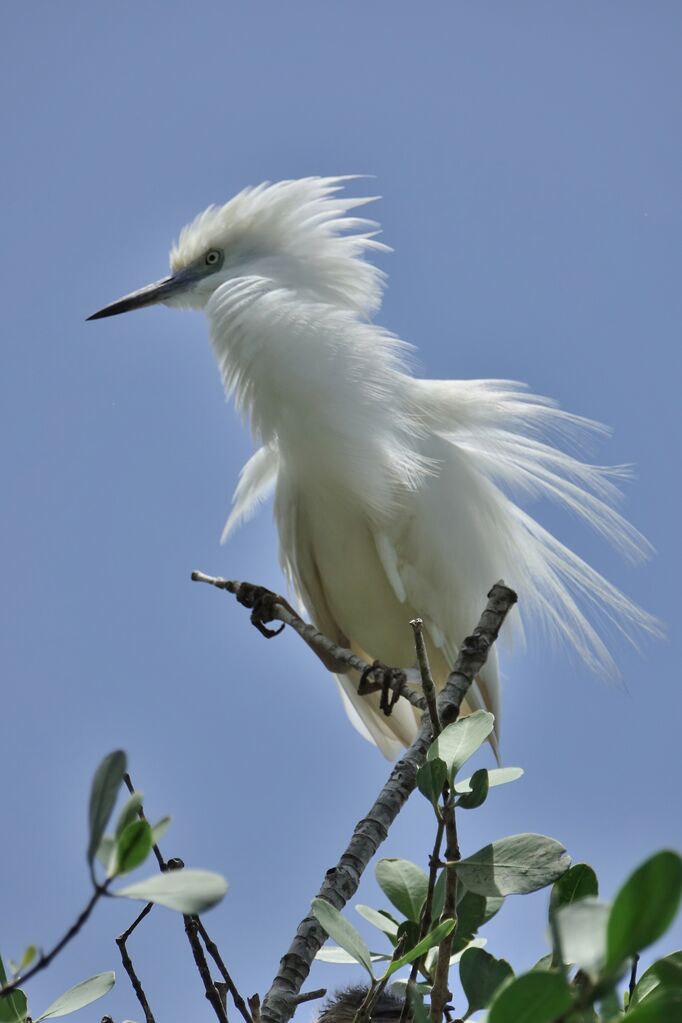 Malagasy Pond Heronadult breeding