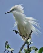 Malagasy Pond Heron