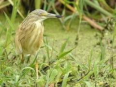 Squacco Heron