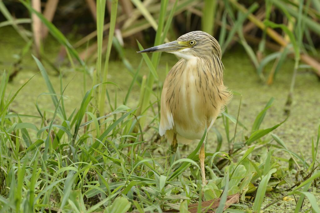 Squacco Heronadult