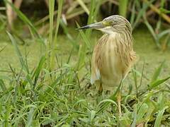 Squacco Heron