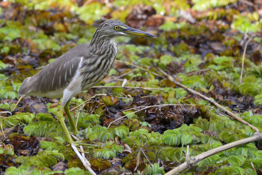 Indian Pond Heronadult post breeding