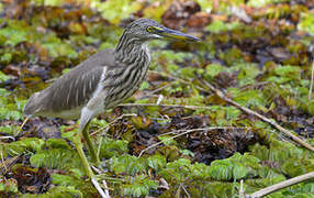 Indian Pond Heron