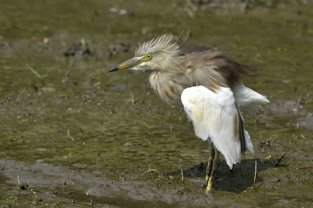 Indian Pond Heronadult transition