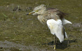 Indian Pond Heron