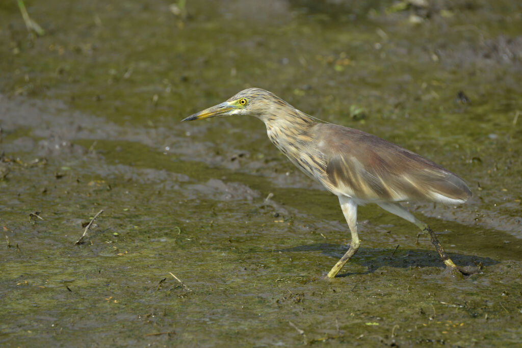 Indian Pond Heronadult transition