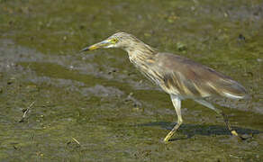 Indian Pond Heron