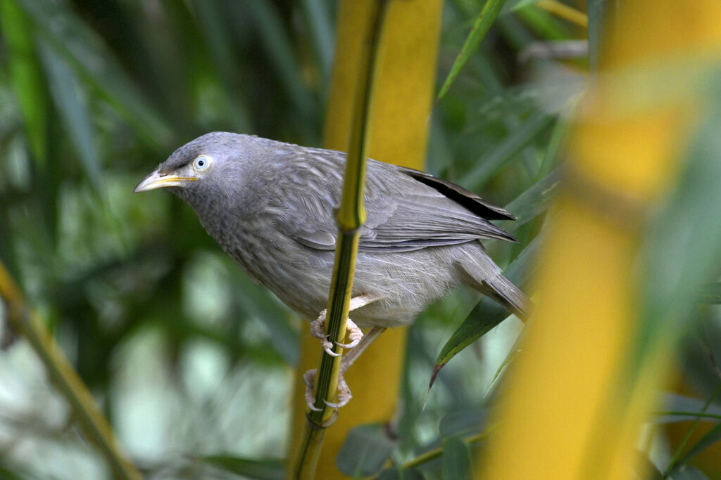 Yellow-billed Babbleradult