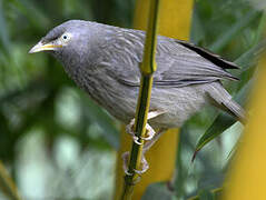 Yellow-billed Babbler