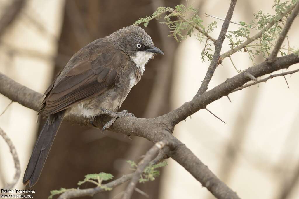 Northern Pied Babbleradult, identification