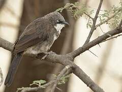 Northern Pied Babbler