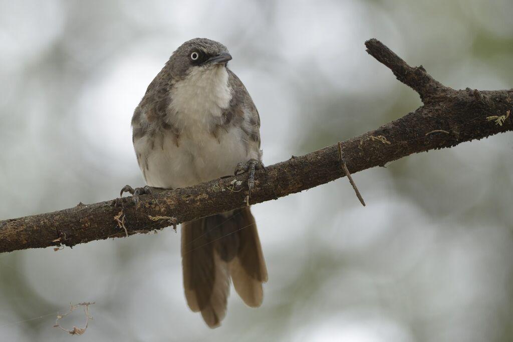 Northern Pied Babbleradult