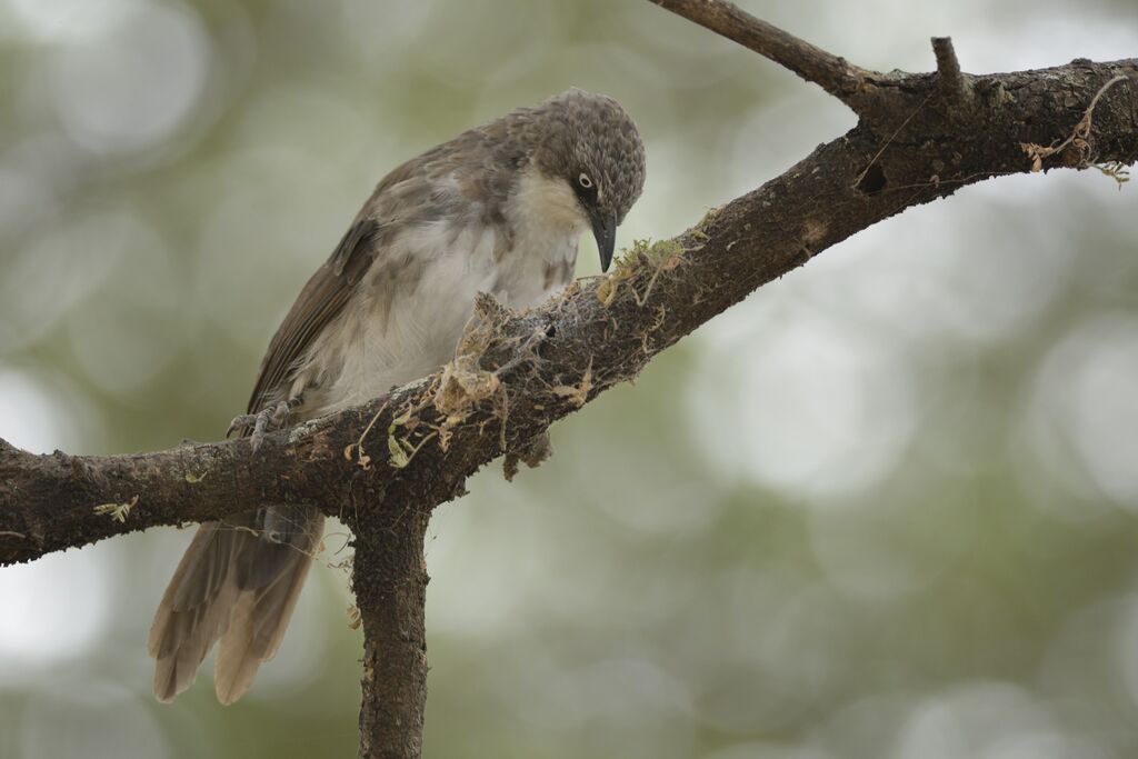 Northern Pied Babbleradult