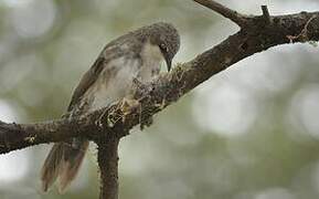 Northern Pied Babbler