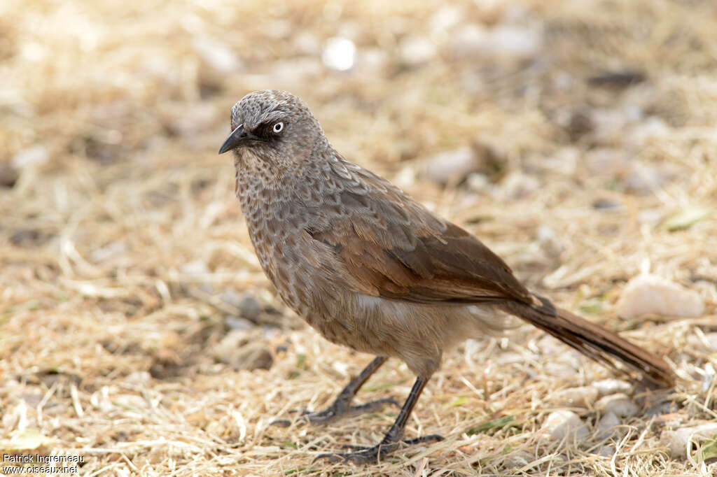 Black-lored Babbleradult