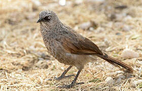 Black-lored Babbler