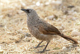 Black-lored Babbler