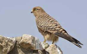 Greater Kestrel