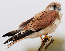 Nankeen Kestrel