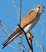 Nankeen Kestrel