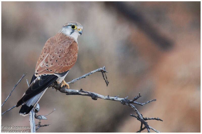 Nankeen Kestrel male