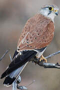 Nankeen Kestrel