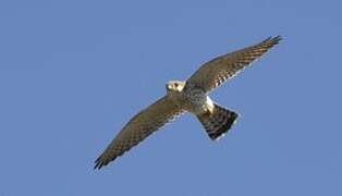 Malagasy Kestrel