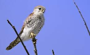 Malagasy Kestrel