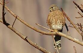 Malagasy Kestrel