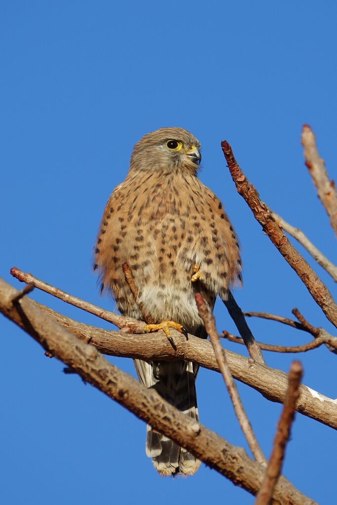 Malagasy Kestrel