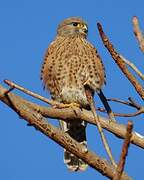 Malagasy Kestrel