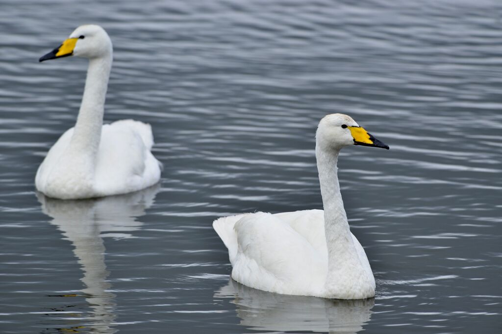 Whooper Swan